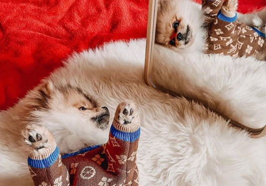 7 Tips to Take Instagram-Worthy Photos of Your Dog