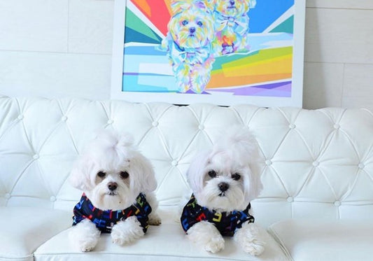 How To Do Dog Laundry: Cleaning Tips For Pet Clothing