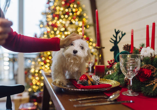 Ideas For Hosting A Pet-Friendly Thanksgiving Dinner This Season