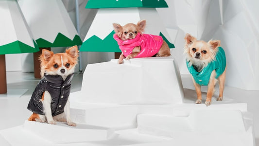 The Celebrities Outfit Styling Guide - Dog Version