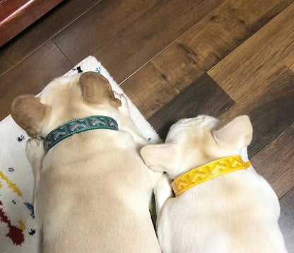 Dogyard Leather Collar & Leash
