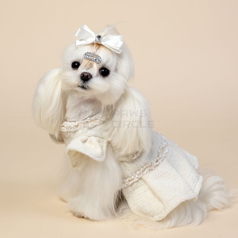 Small white dog wearing a decorative white outfit with a bow on a beige background