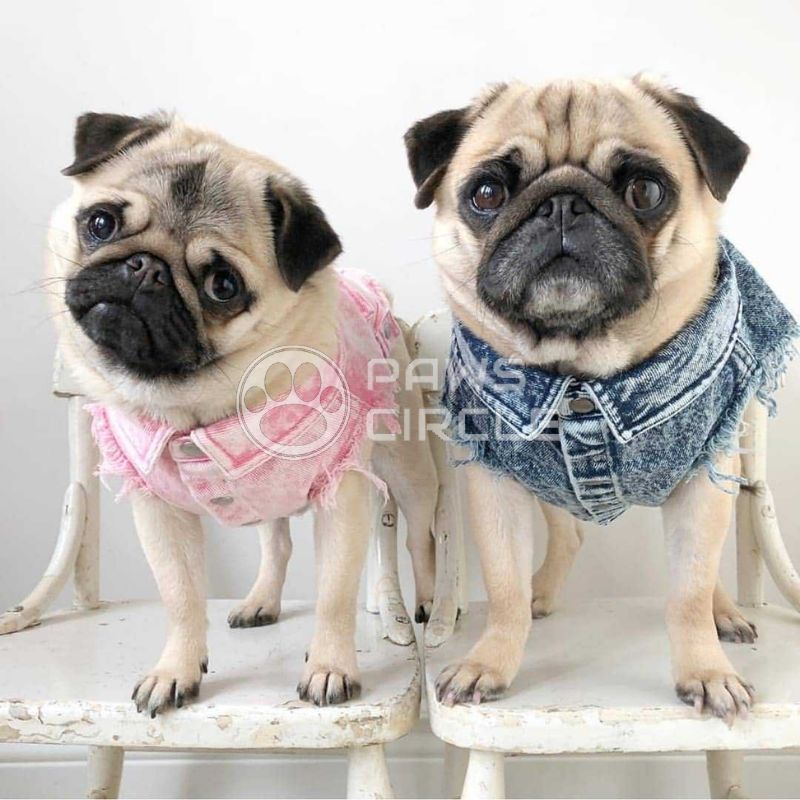 washed denim jacket for dog