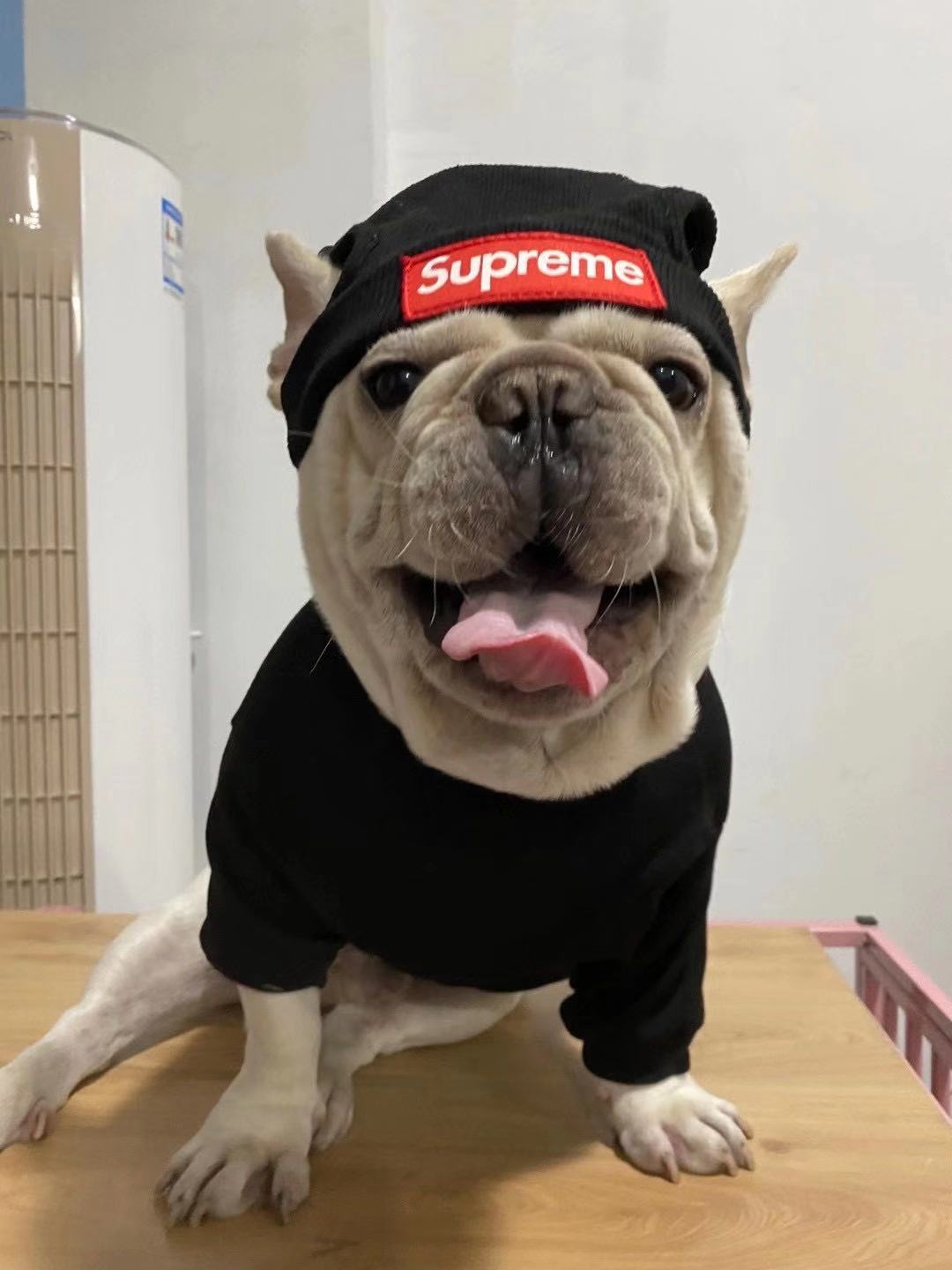 box logo dog turtleneck sweater and beanie