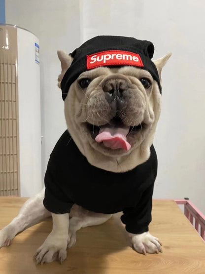 box logo dog turtleneck sweater and beanie