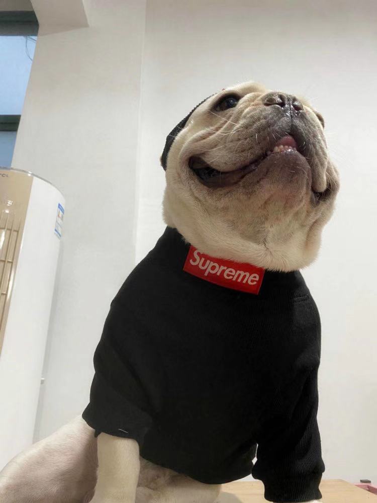 box logo dog turtleneck sweater and beanie