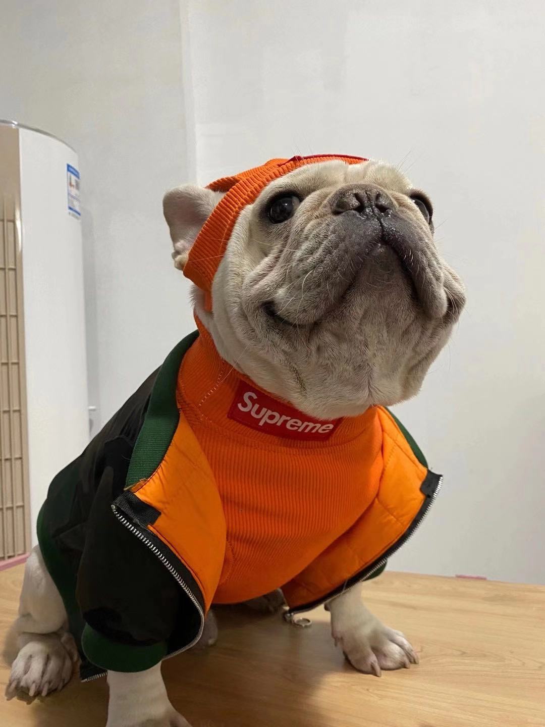 box logo dog turtleneck sweater and beanie