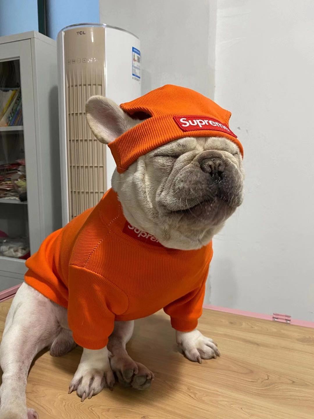 box logo dog turtleneck sweater and beanie