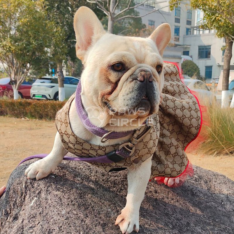 Monogram dog dress