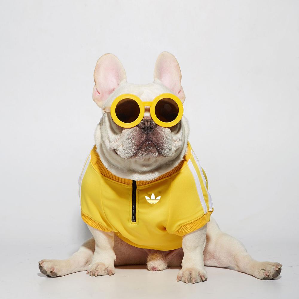 pet jacket for dog or cat