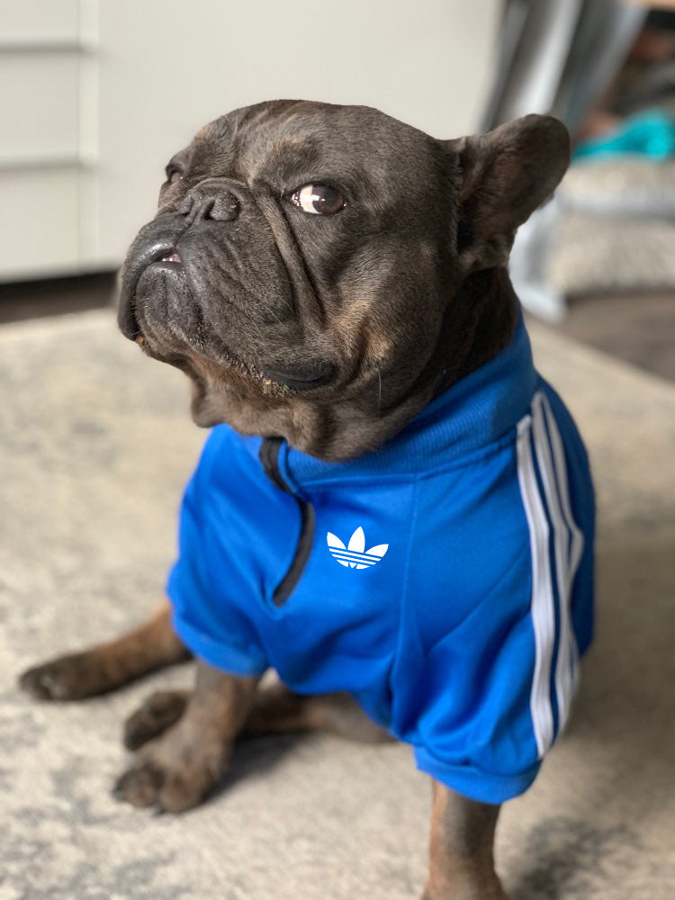 pet jacket for dog or cat