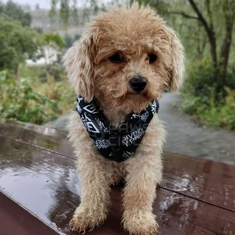 luxury jacket for dog