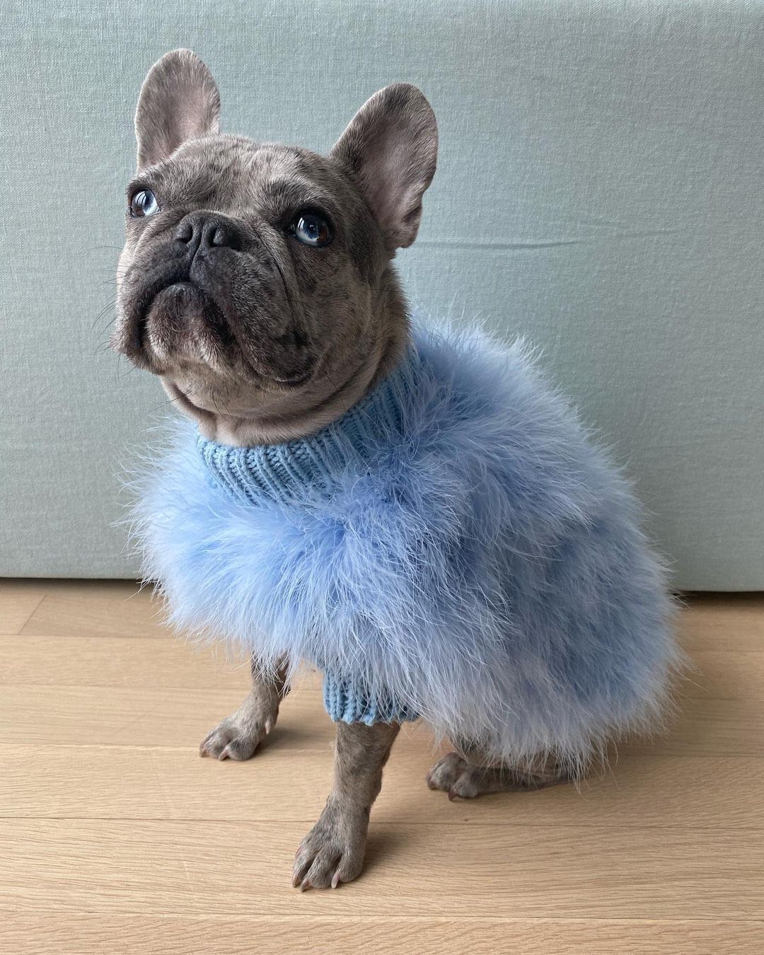 christian cowan maxbone feather dog jumper in blue