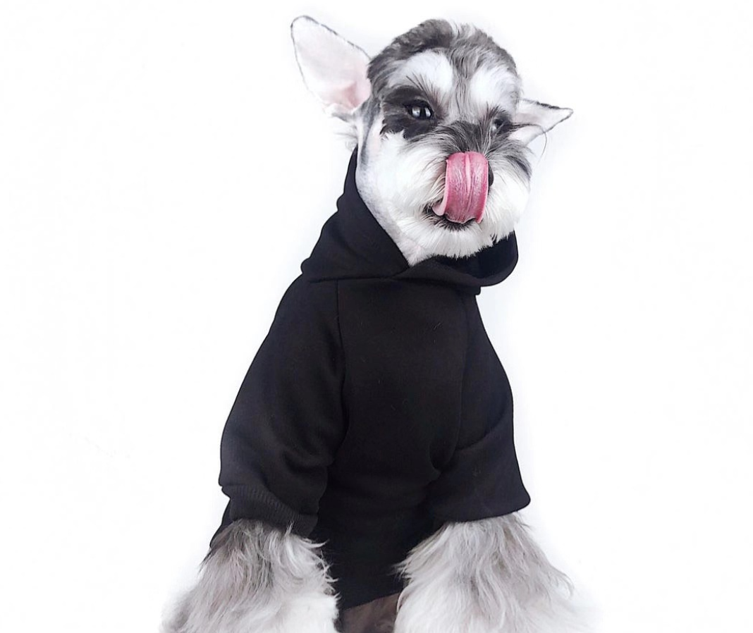 dog streetwear